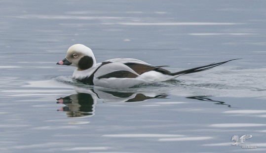 First Long Tail of 2021 (Long-tailed Duck)