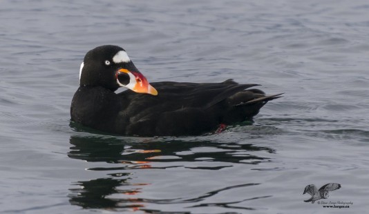 Almost as Nice as a Puffin (Surf Scoter)