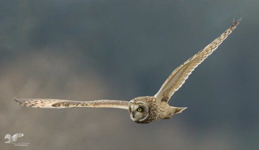 New Filters - Old Photo (Short-Eared Owl)