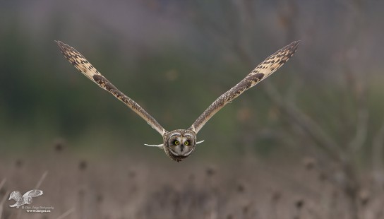 Look Into My Eyes (Short-Eared Owl)