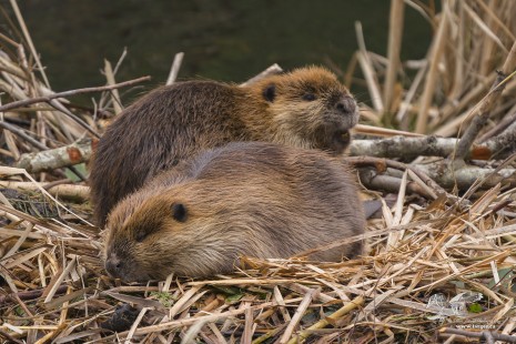 Sleepy Time For Beavers