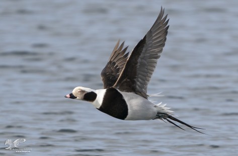 Long-Tailed Duck in Flight (Deep Bay)