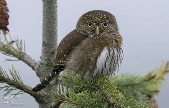 First Pygmy Owl of 2021 (Northern Pygmy Owl)