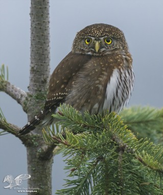 Portrait Version (Northern Pygmy Owl)