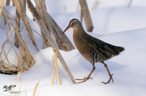 Foraging In The Snow (Virginia Rail)