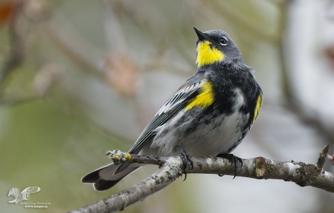 Audubon's Yellow Rump
