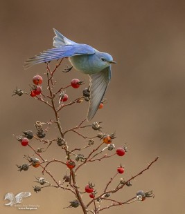 Bluebird of Happiness (Mountain Bluebird)