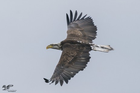 Riding The Wind (Bald Eagle)