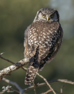 Back At You (Northern Hawk Owl)
