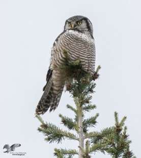 More Even Light (Northern Hawk Owl)