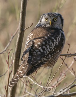 Right At Eye Level (Northern Hawk Owl)