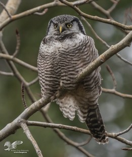 Hunting From The Cottonwood (Northern Hawk Owl)