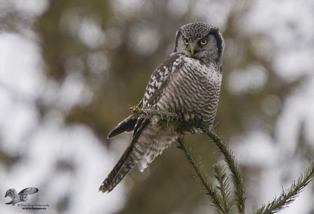 A Northern Hawk Owl Hunts From a Small Conifer