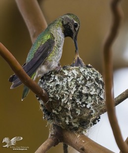 Moma Was Busy Today (Anna's Hummingbird)