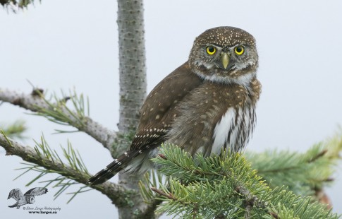Lost Pygmy Owl Image (Northern Pygmy Owl)