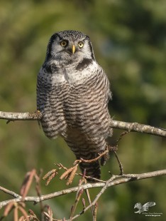 Enjoying The Sunshine (Northern Hawk Owl)