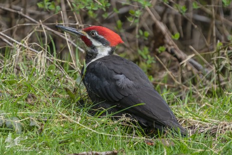 Feeding In The Grass (Pileated Woodpecker)