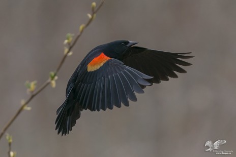 Red Wing Blackbird In Flight