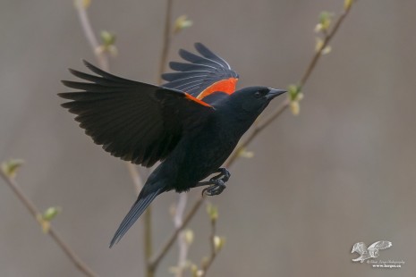 Wings Up Version (Red Wing Blackbird)