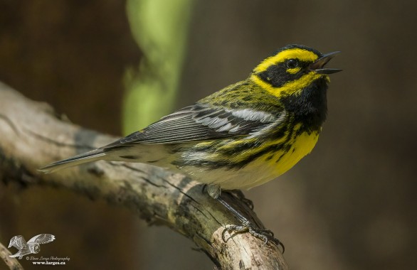 Singing His Heart Out ( Townsend's Warbler)