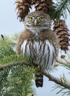Hiding in The Pinecones (Northern Pygmy Owl)
