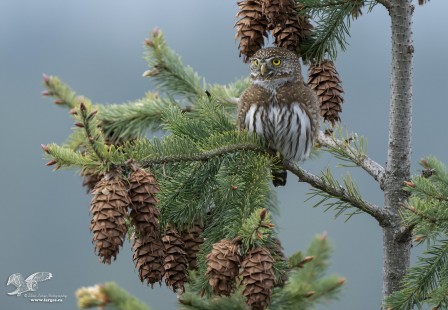 Environmental (Northern Pygmy Owl)