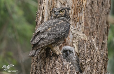 Momma With Owlet (Great Horned Owls)