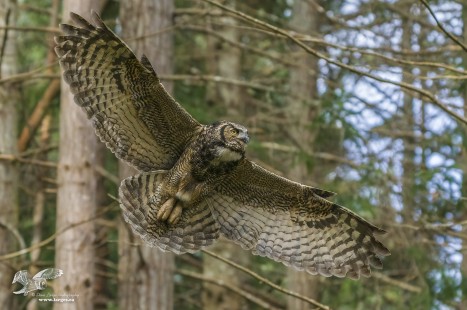 Landing With Flare (Great Horned Owl)