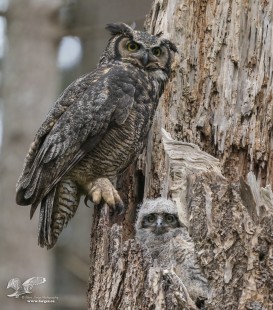 Momma and Owlet Pose For The Camera (Great Horned Owls)