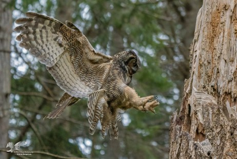 Ready For Touchdown (Great Horned Owl)