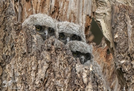 And Then There Were Three (Great Horned Owls)