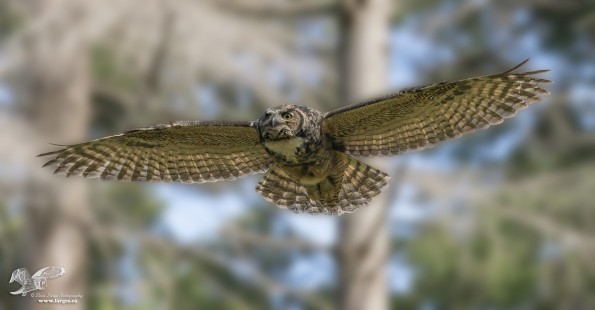 Slower Than a Kestrel (Great Horned Owl)