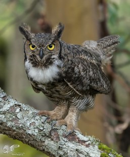 On Guard For Ravens (Great Horned Owl)