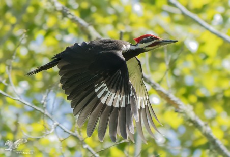Faster Than I Thought (Pileated Woodpecker)