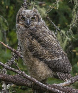 Only One Owlet Today (Great Horned Owl)