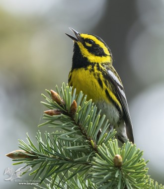 Went Looking For Tanagers (Townsend's Warbler)