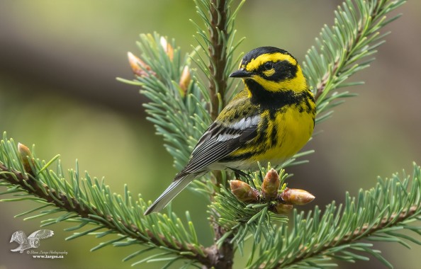 Taken From a Different Angle (Townsend's Warbler)