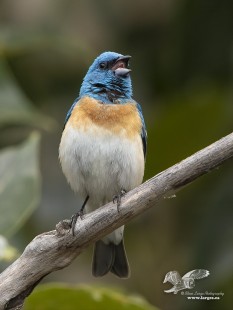 Just in Case (Lazuli Bunting)