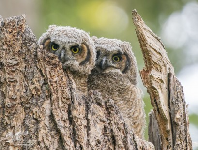 Three Eyes Are Better Than One (Great Horned Owlets)