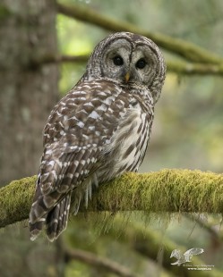 Sanctuary Guardian (Barred Owl)