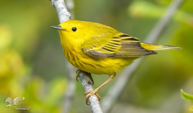 Yellow Overload (Yellow Warbler)