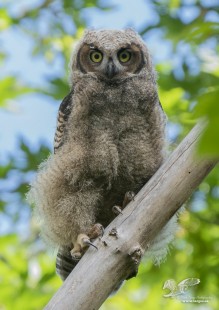 Shady Character (Great Horned Owlet)