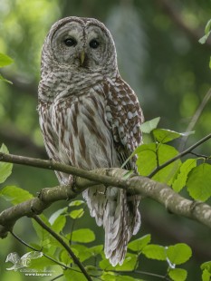Tanya Drive Barred Owl