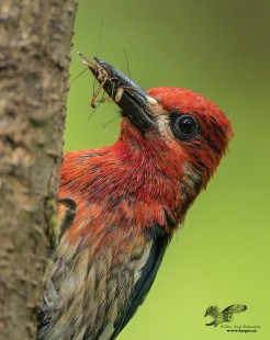 Beak Full Of Bugs 2021 (Red Breasted Sap Sucker)
