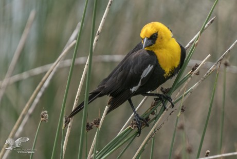 Resting on Some Marsh Grass (Yellow-Headed Blackbird)