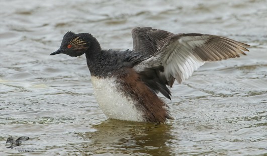 All Up in a Flap (Eared Grebe)