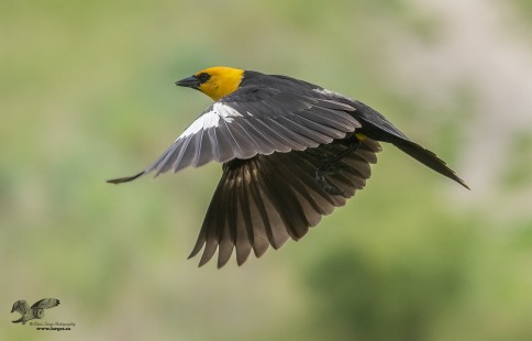 Yellow Head in Flight (Yellow-Headed Blackbird)
