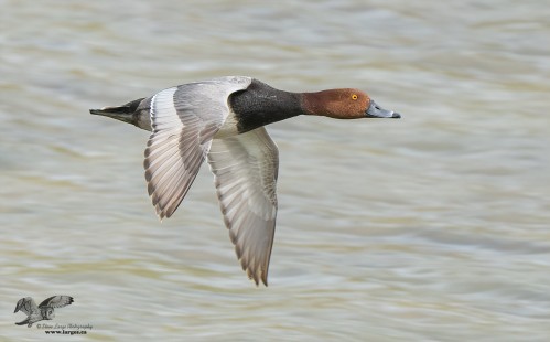 Red Head Duck in Flight