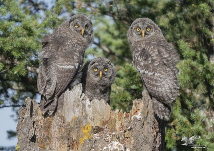 The Three Caballeros (Great Grey Owlets)