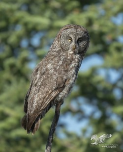 Moma is Watching (2021) (Great Grey Owl)